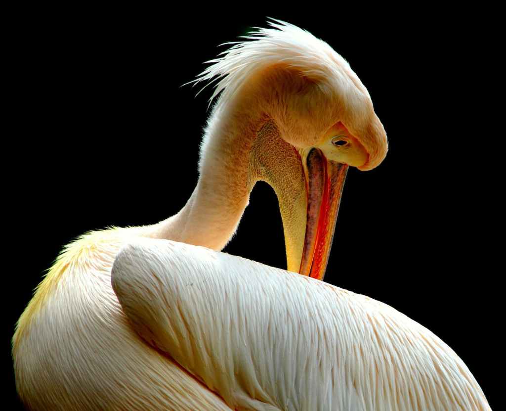 bird pelican animal beak
