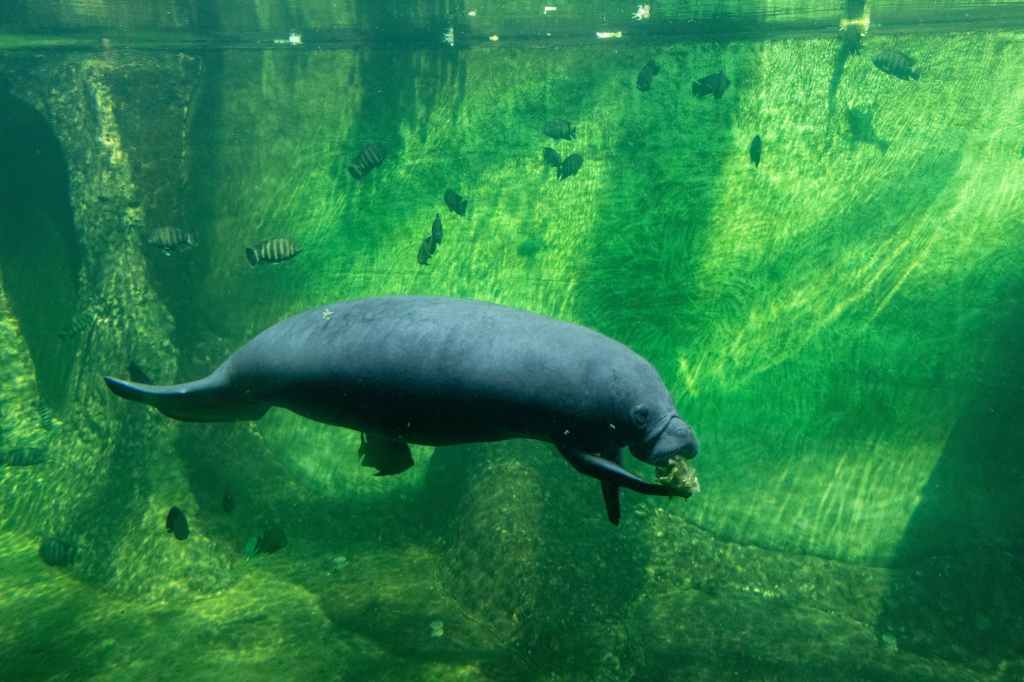 manatee in the zoo aquarium