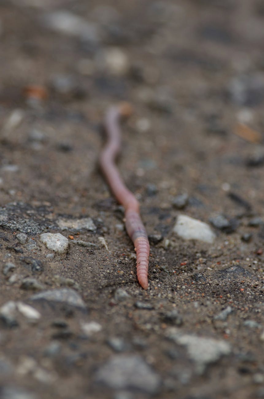 earthworm on brown soil