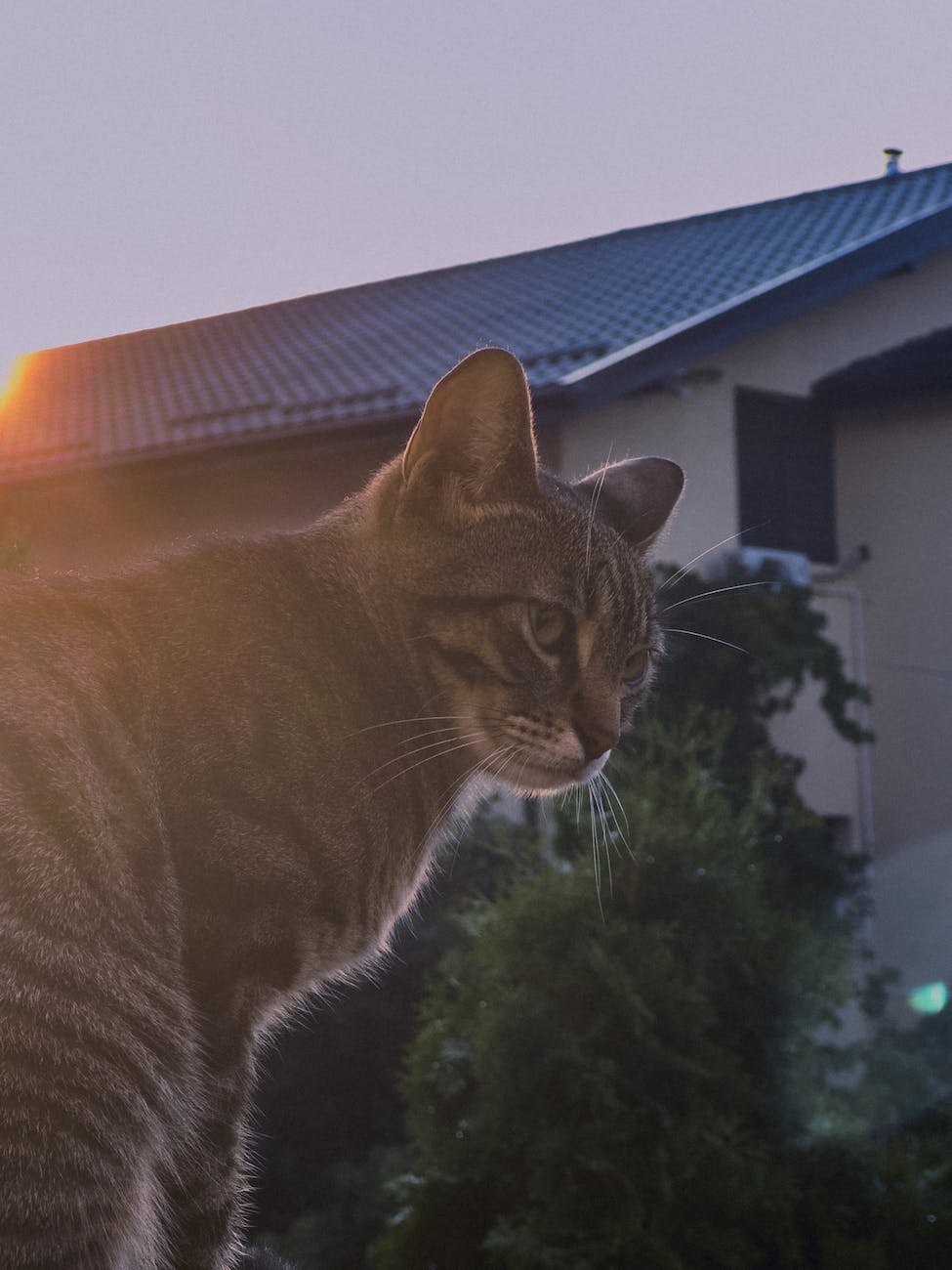 a tabby cat outside at sunset